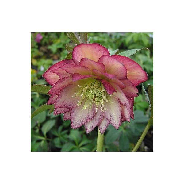 yԕcz~ṼNX}X[Y GKXV[h 9cm|bg1c