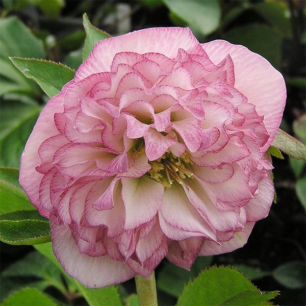 ԕc ~ṼNX}X[Y I[ v}hX 9cm|bg1c