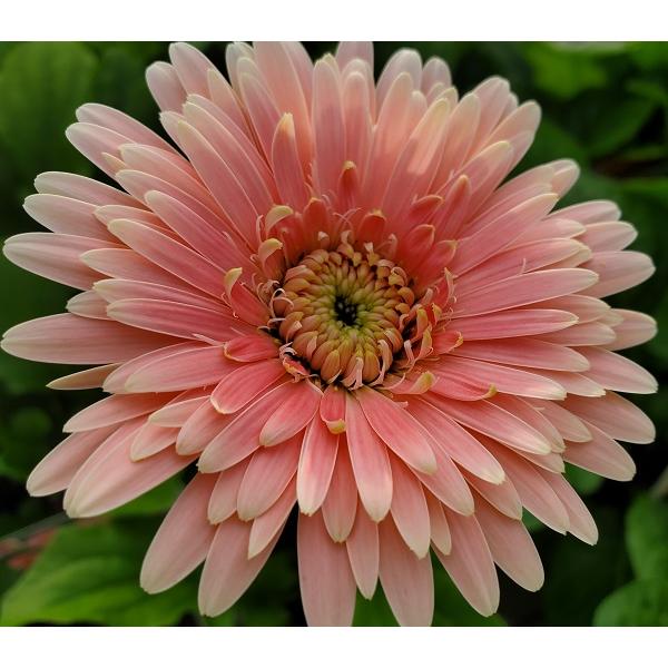 花苗 ガーベラ ガルビネア マジェスティック 八重咲大輪系 ライトピンク 9〜10.5cmポット 1苗