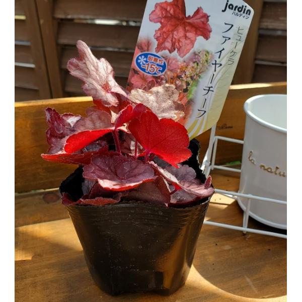 色鮮やかな明るい赤色から濃い赤色の装飾的な葉をつける魅力的な品種です。株はこんもりとまとまるタイプで、ピンク〜ホワイトの花が連続して咲きます。春：一年の中で最も鮮やかな時期です。ヒューケラ最大の魅力「美しい葉色」を存分に楽しめます。初夏：春...