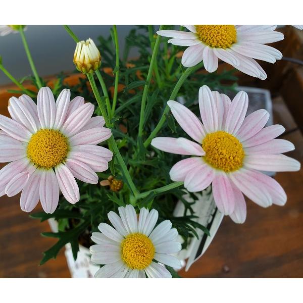 花苗 マーガレット ストロベリーホイップ 9cmポット 1苗 農林水産省