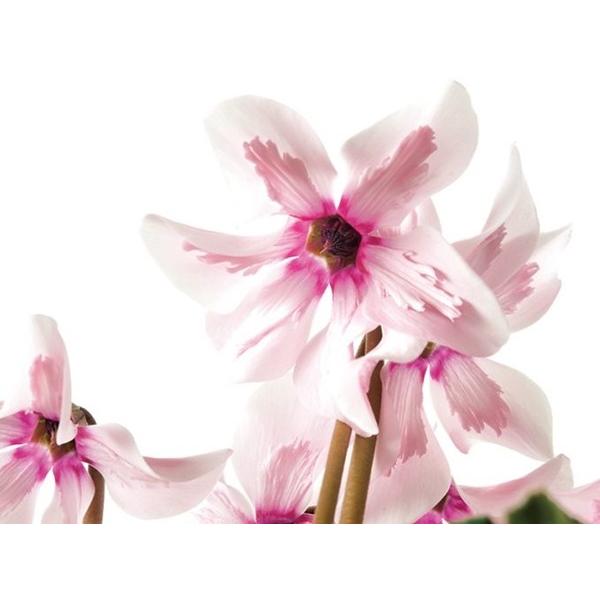 ベル型の花が奏でる特別なシクラメン！下向きに咲く特殊なシクラメン花弁内側の模様も美しい！