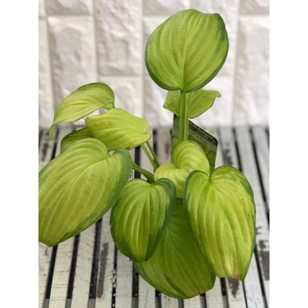 花苗 ホスタ（ギボウシ） ステンドグラス 10.5cmポット 1苗 : Gardener