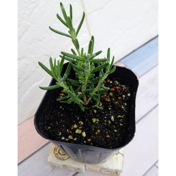 珍しいピンクの花のローズマリー！半ほふく性で淡いピンクの花をつけるローズマリーです。しなやかに伸びる枝に濃い緑の葉をつけます。半ほふく性なのでグランドカバーに利用されることがあります。リースなどにも適しています。立性で、耐寒性があまりない品...