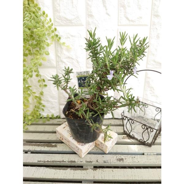 這性のローズマリーです。ほふく性で花壇の縁や斜面、ロックガーデン、壁面、ハンギングバスケットなどに向きます。