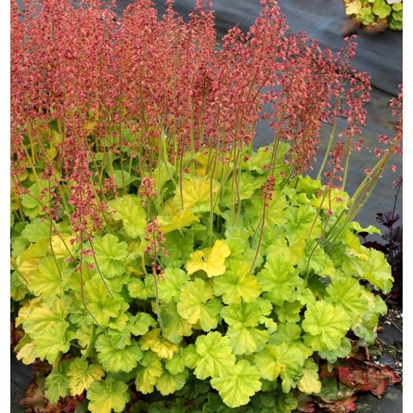 ライムグリーン色の葉が美しい品種。赤色の花がたくさん咲きます。春：一年の中で最も鮮やかな時期です。ヒューケラ最大の魅力「美しい葉色」を存分に楽しめます。初夏：春〜初夏にベル型の小さな花が集まって咲きます。鮮やかな葉とのコントラストを楽しめま...