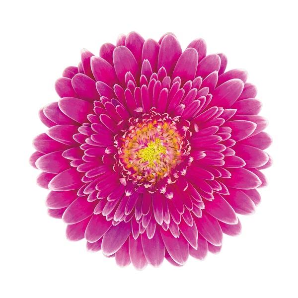 大特価 7鉢価格 ガーベラ ストロベリーツイスト 八重咲き 苗 苗木 ピンク 白