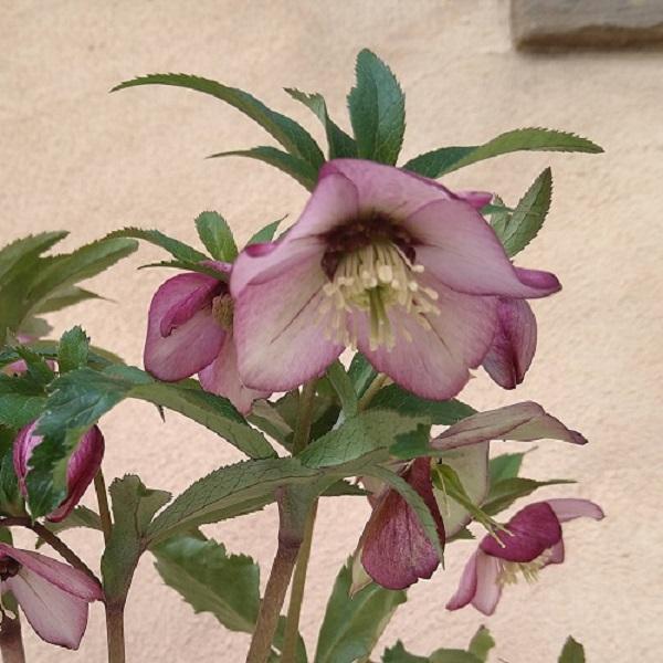 花の蜜管部にダークネクタリー系の色が入る、花色リバーシブルタイプです。小輪で沢山花を咲かせ、丸みのある花弁が可愛い品種です。