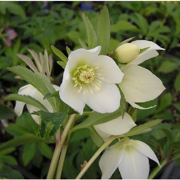 清楚なイメージのある、オフホワイトのクリスマスローズです。小輪で花付きも良く、可憐な花を沢山咲かせてくれます。