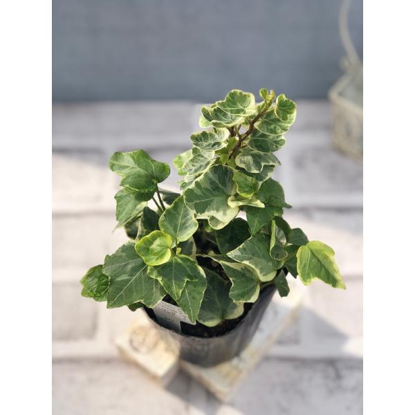 gardeningivy_hananae-0581