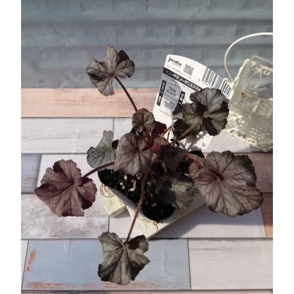 冬から春は赤みを帯びたシルバー・パープルで、開花する頃にはシルバーが際立ちます。丈夫で大株に育てやすい品種。春：一年の中で最も鮮やかな時期です。ヒューケラ最大の魅力「美しい葉色」を存分に楽しめます。初夏：春〜初夏にベル型の小さな花が集まって...