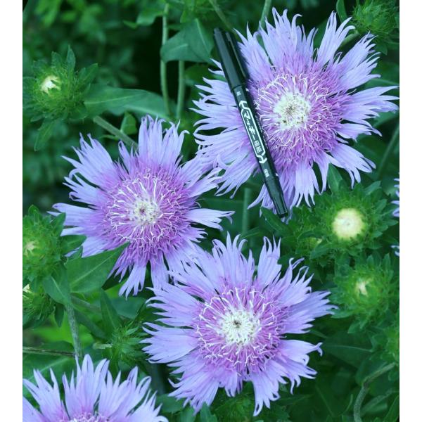 花苗 ストケシア 'メガメルズ' 12cmポット 1苗