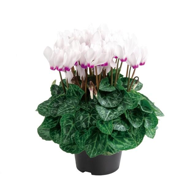 芳香性品種として、ほんのり香り立つフレグラントシクラメンです。花の中心が濃赤紫色、花弁の色は純白で、コントラストが鮮やかな品種です。花上りが良く、美しい草姿に沢山の花が咲きます。