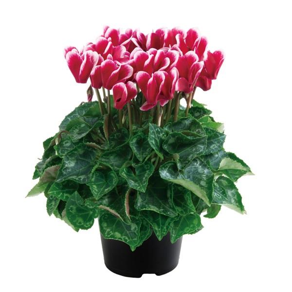 芳香性品種として、ほんのり香り立つフレグラントシクラメンです。深みあるワインレッドに、ホワイトのレースの縁取りが可愛らしいです。花上りが良く、美しい草姿に沢山の花が咲きます。