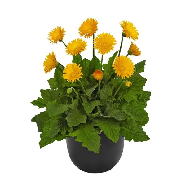 花苗 宿根ガーベラ ガルビネア スイート（大輪系） Honey ハニー 9〜10.5cmポリポット1苗 農林水産省品種登録 品種名：GARHON2