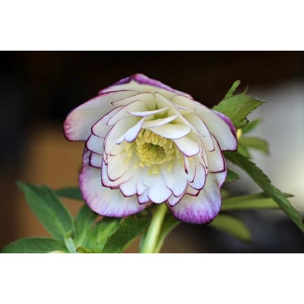 クリスマスローズといえば、一般的に流通するものはオリエンタリスを基としたハイブリッドが定番です。欧米ではキリスト教の四旬節（レント）の頃に咲くので「レンテンローズ」と呼ばれています。花色、花形のバリエーションが多いのも特徴です。耐寒性、耐暑...