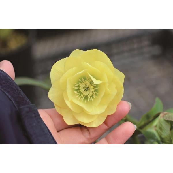 クリスマスローズといえば、一般的に流通するものはオリエンタリスを基としたハイブリッドが定番です。<br>欧米ではキリスト教の四旬節（レント）の頃に咲くので「レンテンローズ」と呼ばれています。<br>花色、花形のバリエ...