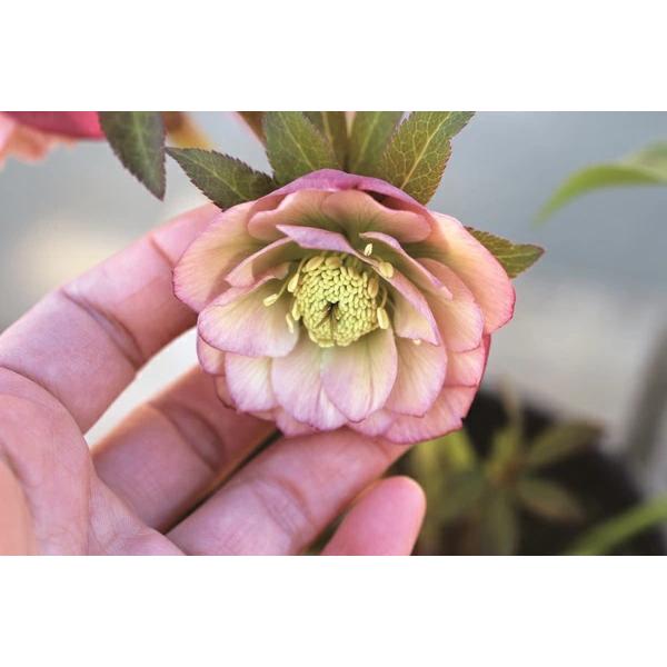 花苗 オリエンタリスハイブリッド苗 クリスマスローズ アプリコット