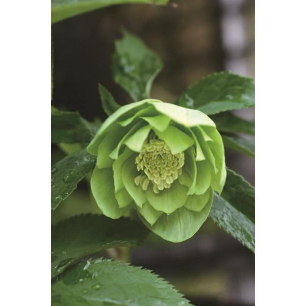 つぼみいっぱい！オリジナルグリーンリップ、2種植え♪クリスマスローズ大苗 gardeningivy_hananae-1005