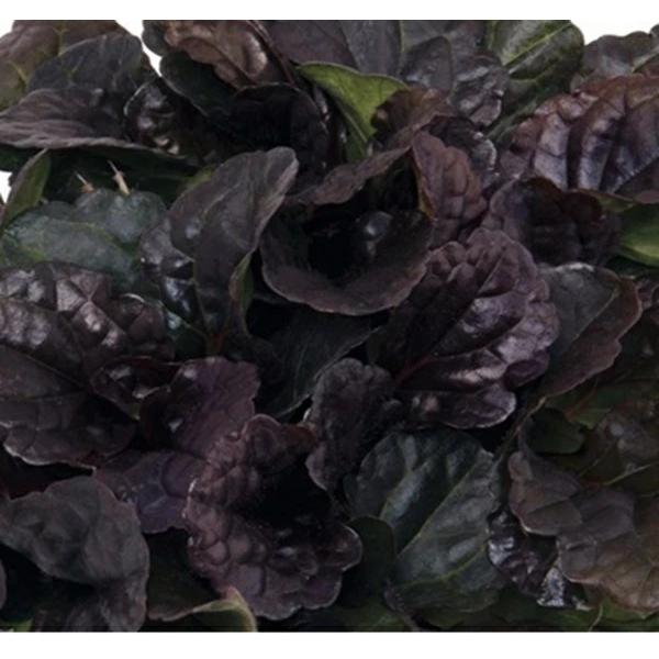 ブラウンハートは、葉色がやや明るめのカラーリーフです。チョコレートチップよりやや明るめで、ブロンズカラーが美しい。冬も常緑で美しく周年楽しめる。