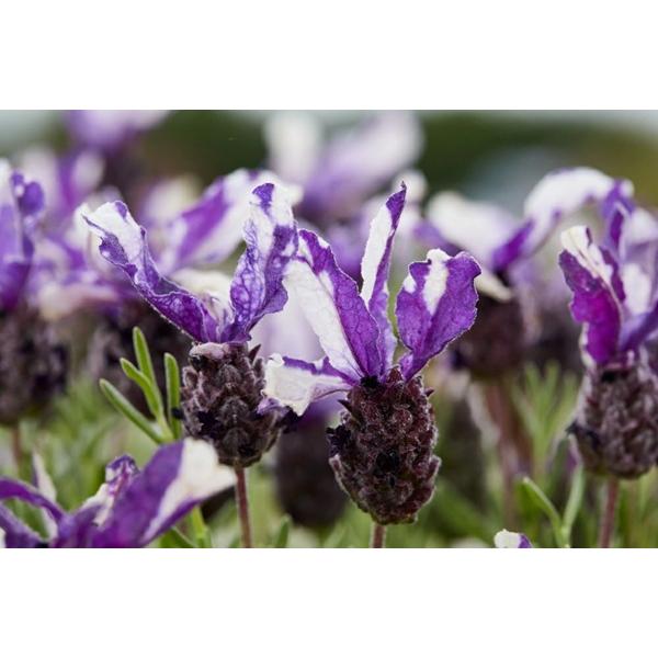 花の大和 花苗 フレンチラベンダー ツインサマー 10.5cmポット 1苗