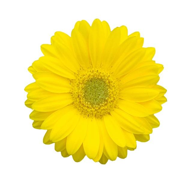 花苗 宿根ガーベラ ガルビネア スイート（大輪系） Smile スマイル 9cmロングポリポット 1苗