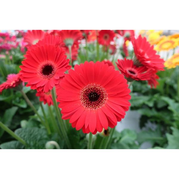 花苗 宿根ガーベラ ガルビネア スイート（大輪系） Sweet Chili スイート チリ 9〜10.5cmポット 1苗