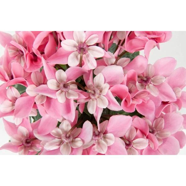 傘のように咲く、人気のジックス　シリーズに待望のピンクが登場！白い萼（がく）とのカラーミックスにより、これまでのジックスにない可愛らしさが特徴。花弁と白く整った萼(がく)とのコントラストが印象的。連続開花性に優れ、次々と花が上がる。花もちが...