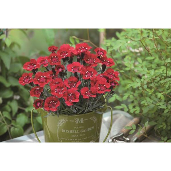 花苗】 ダイアンサス レッドモーメント 9cmポリポット 1苗 : Gardener