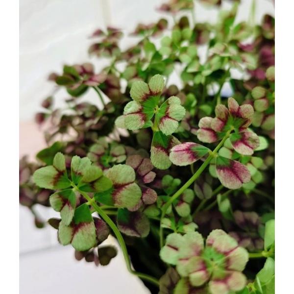 〜見元園芸〜「うさぎ型ビオラ」をはじめとするビオラやパンジー、4つ葉〜7つ葉クローバーなど、オリジナルの品種改良や販売をしています。さらに、見元園芸のオリジナル品種は、海外でも評価されつつあります。メロディーは、見元園芸のオリジナルで、非常...