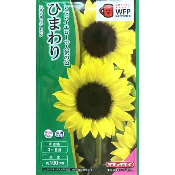 目のさめるような明るいレモンイエローの花色で、花弁の並びの整った美しい花形をしています。側枝の出ない完全1本立ち品種です。適温さえ保てば春〜初秋までまけます。