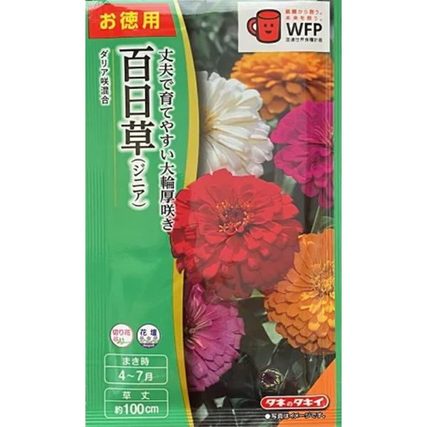 草丈は約100cm、花は約10cmになる大輪のダリア咲き品種です。花色は赤、黄、紫、白などの混合です。丈夫で作りやすく、長期間咲き続けるので、人気の高い花です。