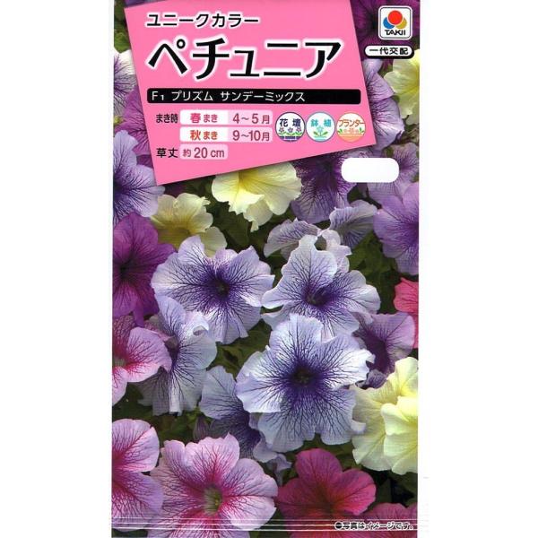 花びらにベイン(脈)が入るユニークカラーの混合です。多彩な花色があるペチュニアですが、ひときわ目立つ個性的な色彩をお楽しみください。