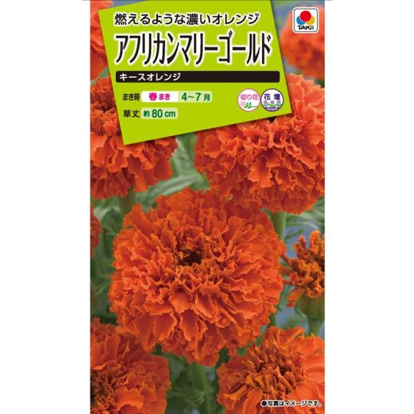 たいへん濃いオレンジ色の花が咲きます。花の大きさは7〜8cmで、花びらの重ねも良く、たくさんの花を咲かせます。性質も強健で旺盛に育ち長期間楽しめます。