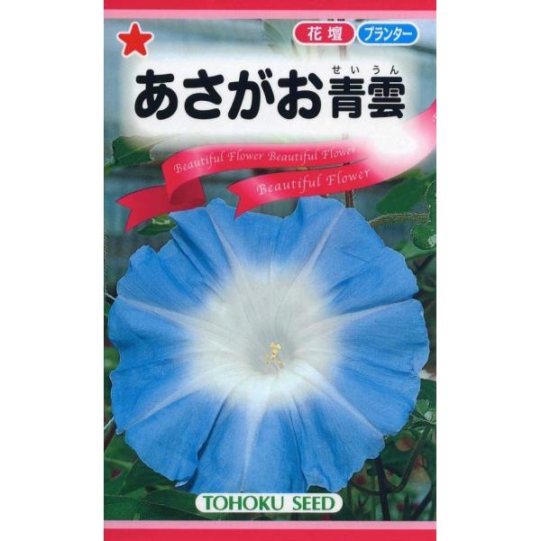藍色に近い日本的色彩の巨大輪朝顔です。大きな花はとても見ごたえがあります。日本人好みの青色で、夏場は特に涼しさを感じさせてくれる色です。肥料とお水が大好きです。つぼみが出始めたらたっぷりあげてください。ただし、日中は避けて夕方涼しくなってか...