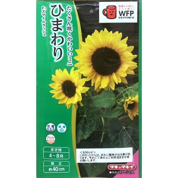 背が低く、花粉のでないひまわりです。種まきから開花までは50日〜55日程。枝分かれして複数の花をつけます。花壇に最適ですが、プランターやポットでも楽しめます。ポットはサイズが大きいほど枝数が多くなります。