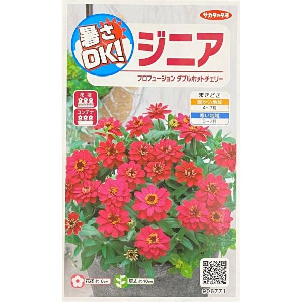 サカタのタネ育成の品種。生育旺盛で暑さや病気に強く、多花性なプロフュージョンシリーズ。花径約6cmの半八重咲きタイプでローズレッド色の花が夏から秋まで咲き続けます。品種名：SAKZINO14