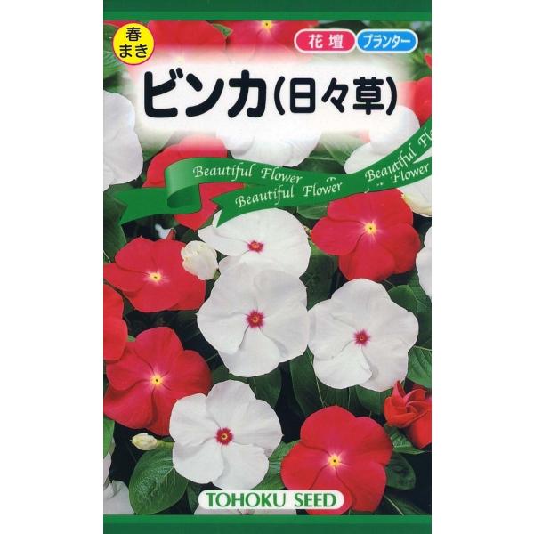 毎日新しい花を次々と咲かせるので「日日草」とも呼ばれます。<br>真夏でも元気に花を咲かせ続け、育てやすいので初心者にもおすすめです。<br>品種名：夏の粧い、夏風