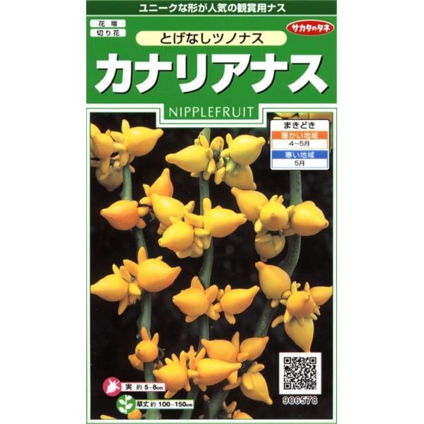 別名フォックスフェイス(狐の顔)と呼ばれる観賞用ナス。草丈100〜150cm。株元から数本の枝が伸び、葉の付け根に黄色の実をつけます。枝ごと観賞したり、実だけを取って飾ることもできます。