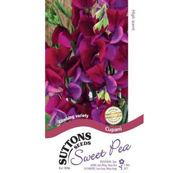 上部の花弁は赤褐色、紫色の「翼」を持つ二色の花。美しく深みのある香りを放つ素敵な切り花用のブーケに最適。