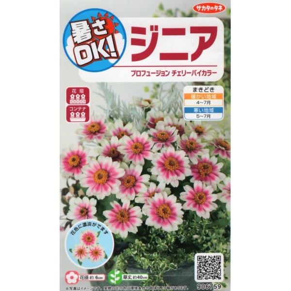 生育旺盛で暑さや病気に強く、多花性なプロフュージョンシリーズ。花径約6cmで白色の花の中心に濃い桃色の花が夏から秋まで咲き続けます。※花が咲き進むと桃色が濃くなり、最後は単色になります。