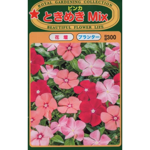 夏から晩秋まで長く楽しめる草花。おしゃれでポップな花色ミックスです。