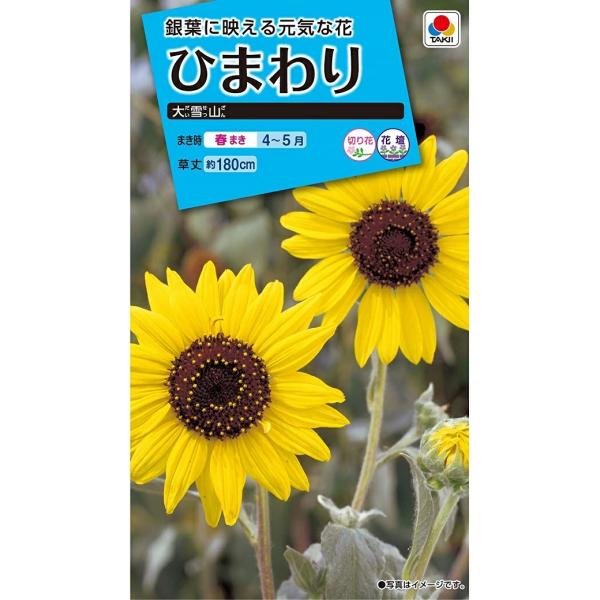 葉が銀白色でとてもきれいなひまわりです。小輪系の丈夫な品種で、分枝が多く沢山花をつけます。枝を切って切花にも利用できます。
