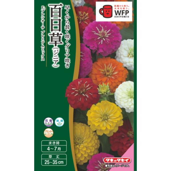 花径7〜8cmで立体的で豪華な花が咲きます。株は良く枝分かれしながら草丈25〜30cmのコンパクトな株姿にまとまります。花壇や鉢、プランターに適しています。