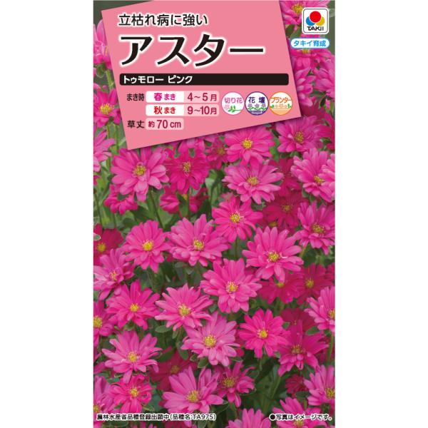 萎凋病による立枯れに強く、栽培しやすい品種です。3cm前後の可愛い花がたくさん咲きます。フラワーアレンジメントの花材から仏花まで、色々な使い方ができます。