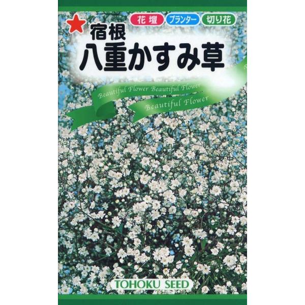 宿根性のカスミソウです。寒さに強く栽培しやすい品種です。多花性で２年目には１年目よりさらに豪華に咲いてくれます。乾燥気味に育ててください。大きくなるので、成長に従って支柱やネットを利用してください。品種名：スノーフレーク