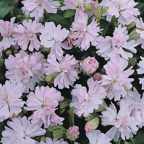 シレネ 花 みんな探してる人気モノ シレネ 花