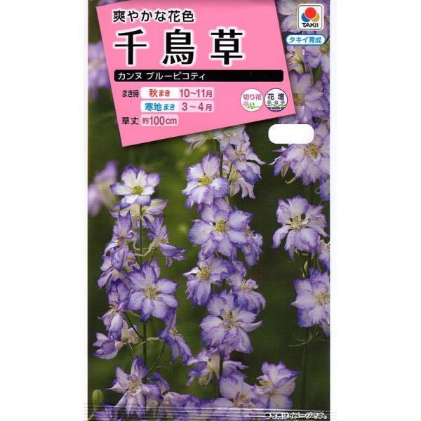 期限切れ（2026年4月）間近のため売り尽くしセール！雄大な花穂に色鮮やかな花を密生させます。水あげがよいので切花に利用できるほか、花壇の中心に植えて他の草花と組み合わせて楽しみます。