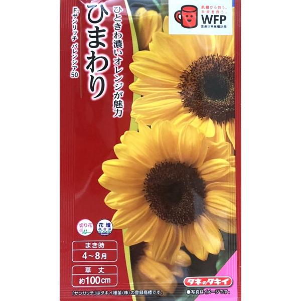 サンリッチ系の中で最もオレンジ色の濃い品種です。適温期では播種から約50日で開花します。側枝の出ない完全1本立ち品種です。適温さえ保てば春〜初秋までまけます。