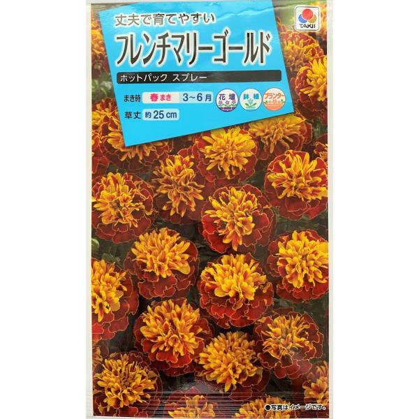 gardeningivy_hanatane-1158